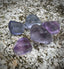 MultiColor Fluorite Tumbled Stones, Great Quality, Available in Packs of 1 or 5 Stones - The Celestial Boutique