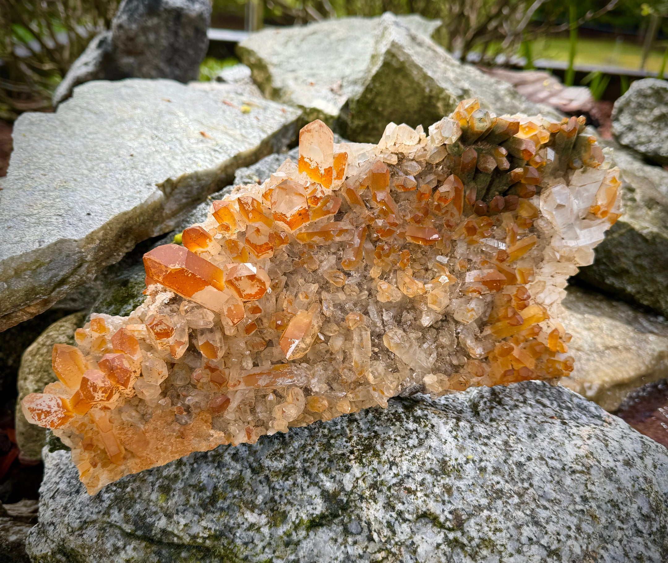 Huge and Amazing Yellow Quartz, Chlorine Quartz, Clear Quartz Multi Cluster from Pakistan, 1479 Grams, A+++ - The Celestial Boutique