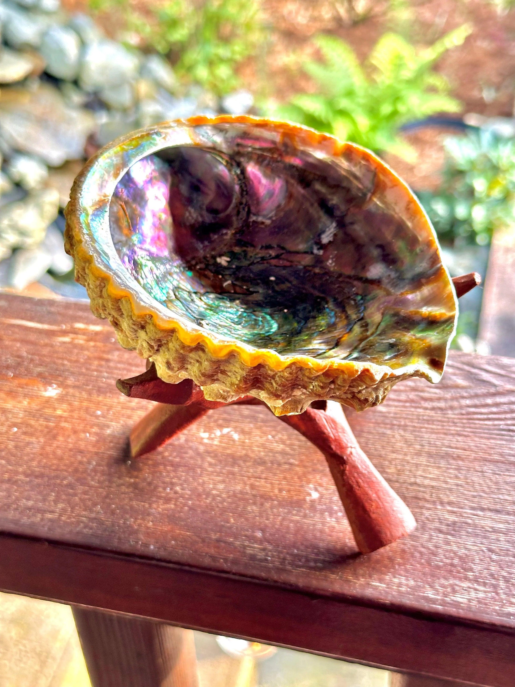 Large Natural Abalone Shell Smudge bowl With Stand, High Quality, Perfect for Cleansing - Smudging - The Celestial Boutique