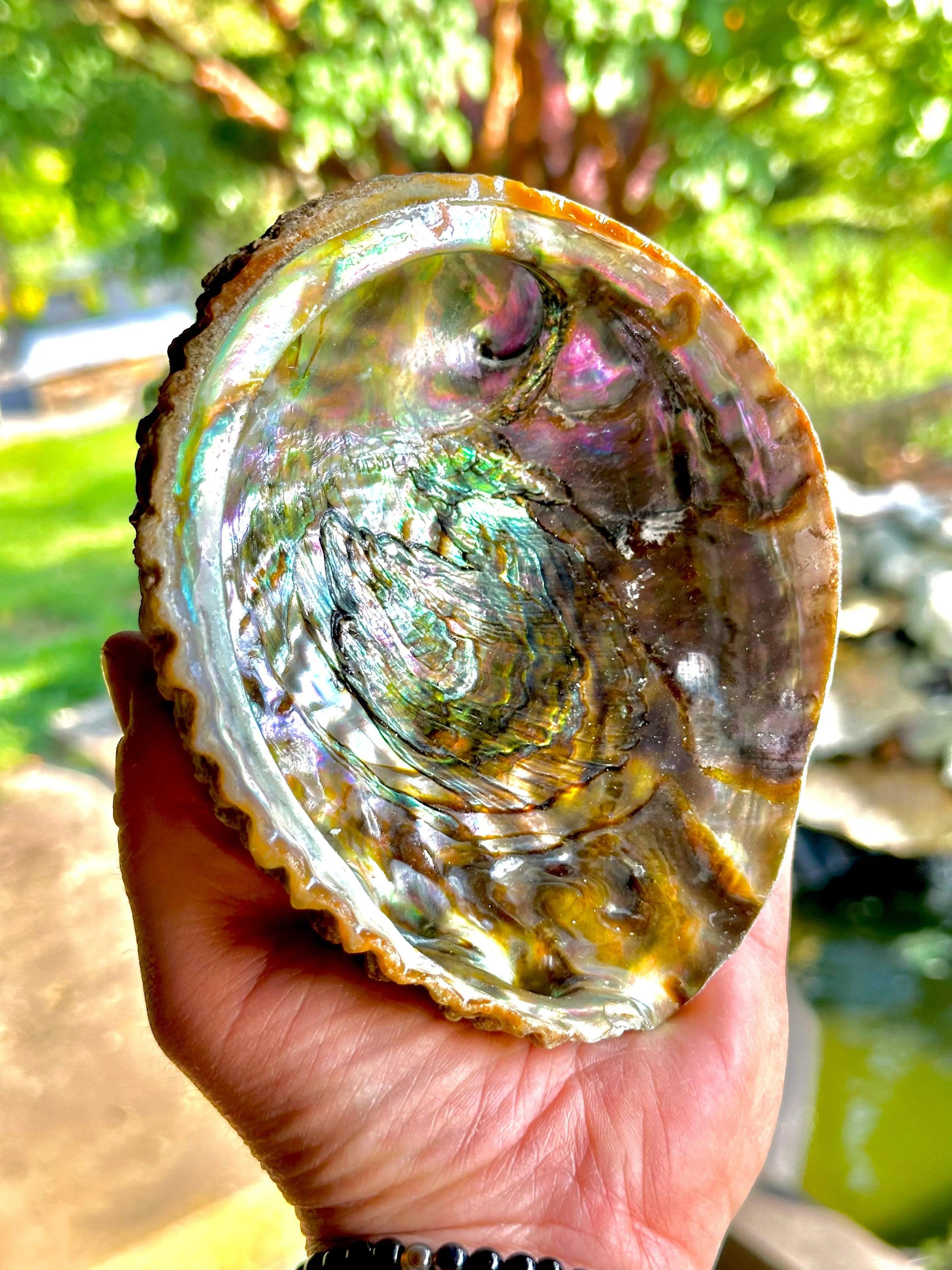 Large Natural Abalone Shell Smudge bowl With Stand, High Quality, Perfect for Cleansing - Smudging - The Celestial Boutique